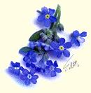 forget me nots